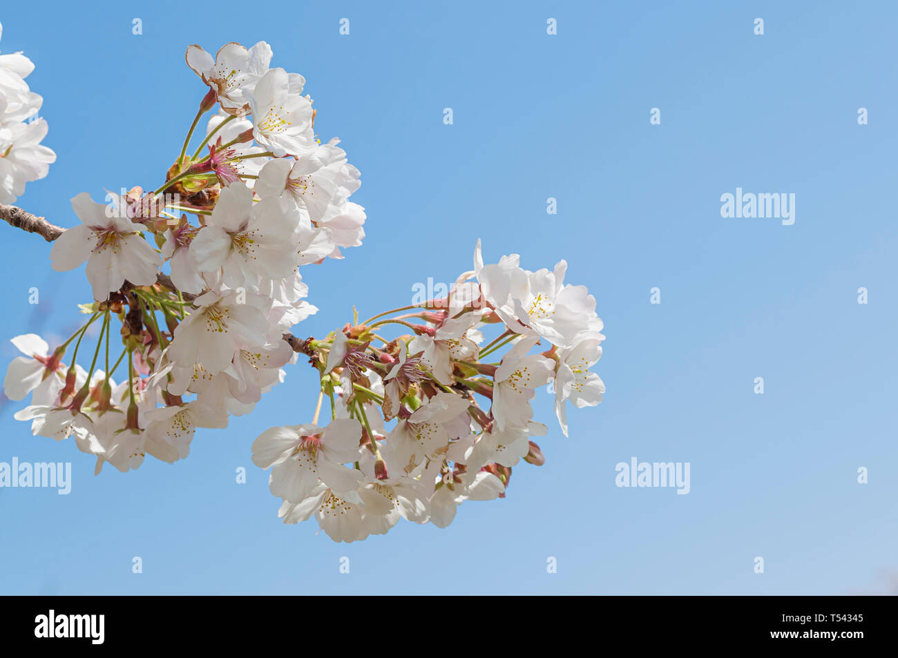 Sakura flower on blue sky background Stock Photo - Alamy