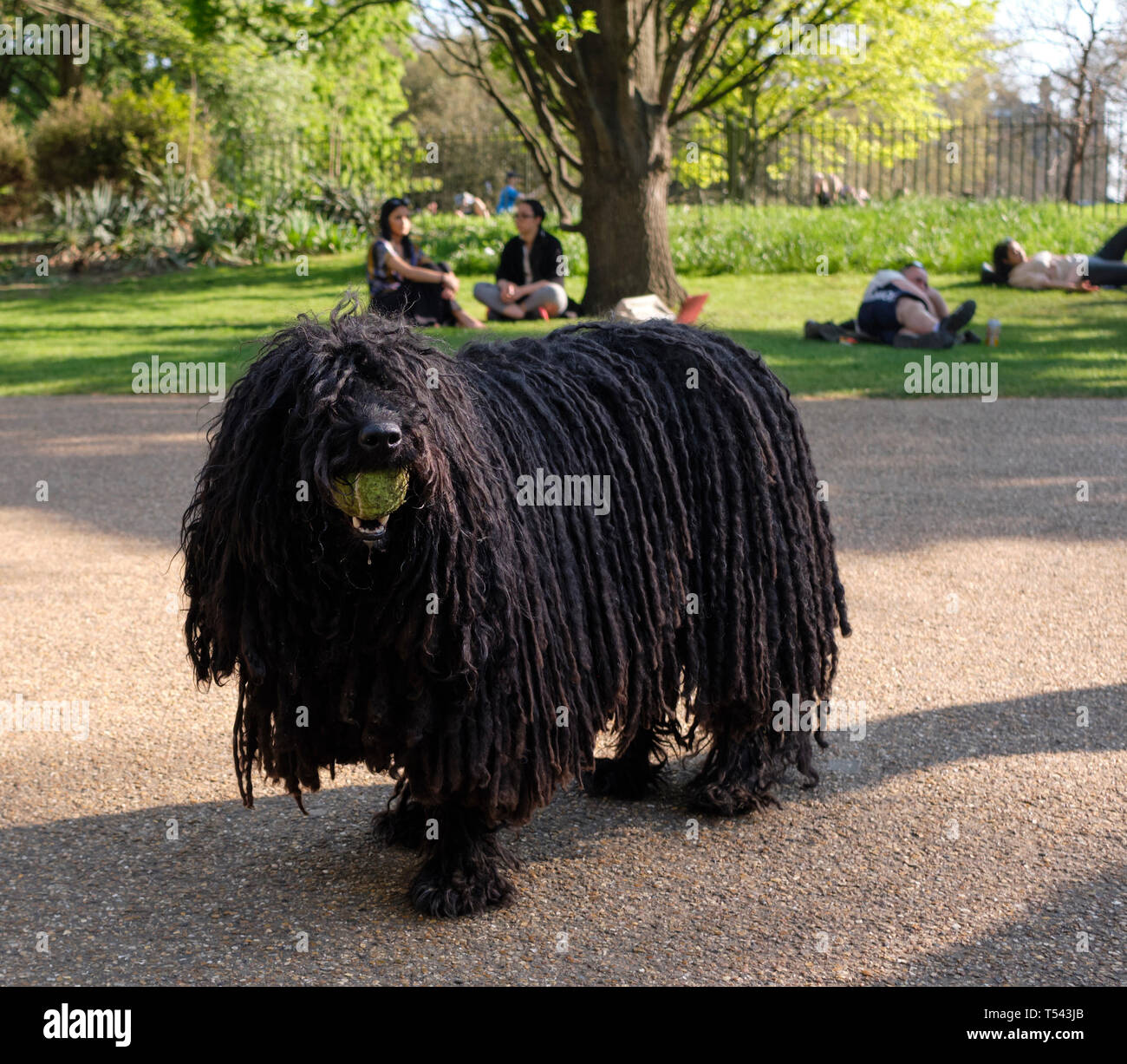 London, UK. 20th April, 2019. Ziggy ,  at the  420 event,   Hyde Park, as people gather to  celebrate their appreciation of cannabis and to campaign f Stock Photo