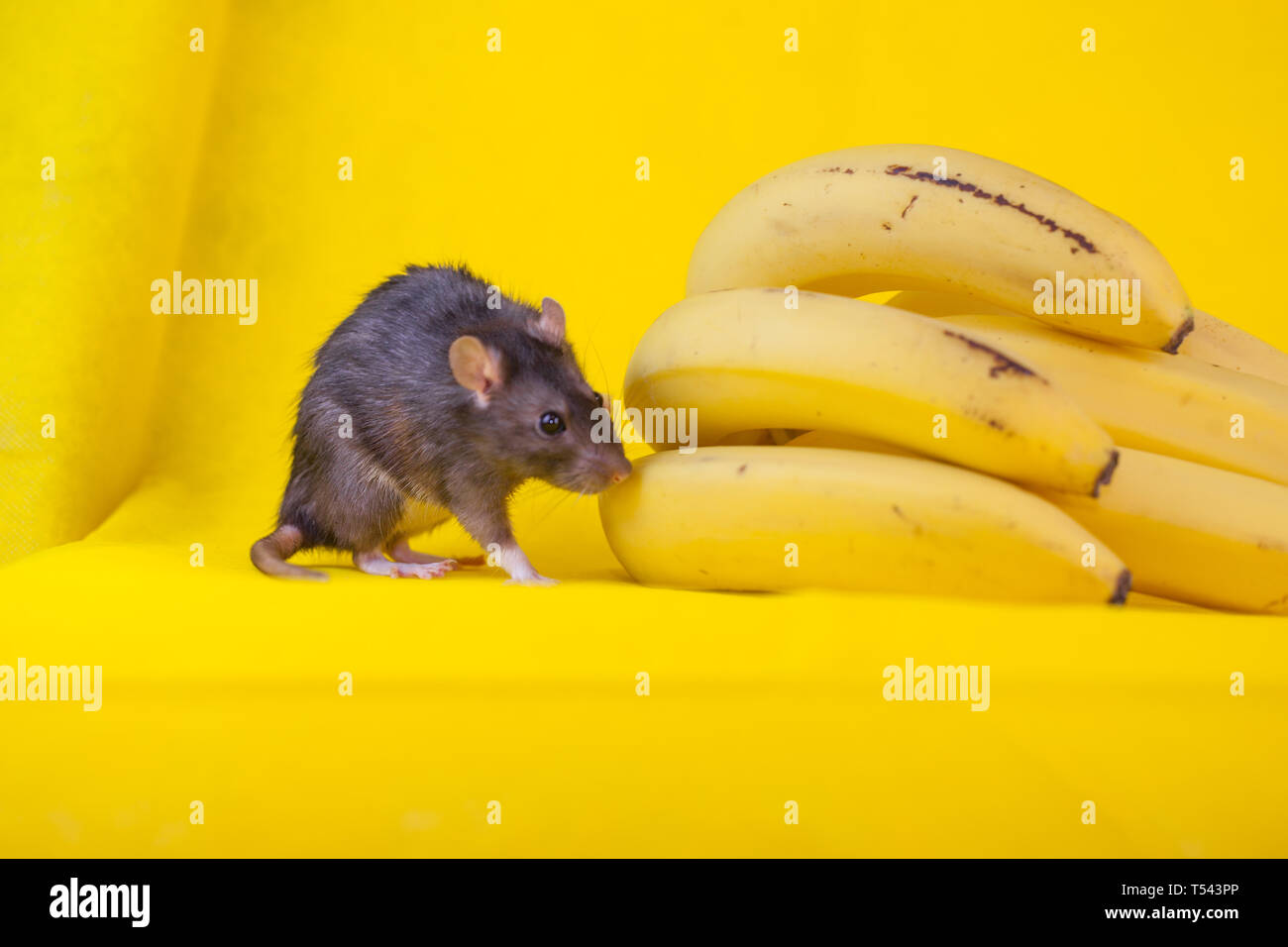 mouse decorative black and a bunch of bananas. the rat is Stock Photo