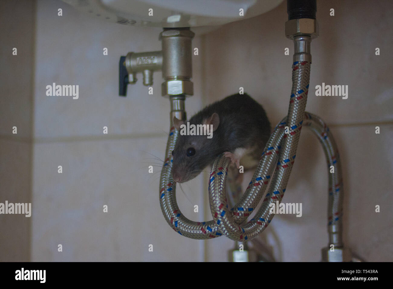 plumbing concept. decorative black mouse on water Stock Photo Alamy