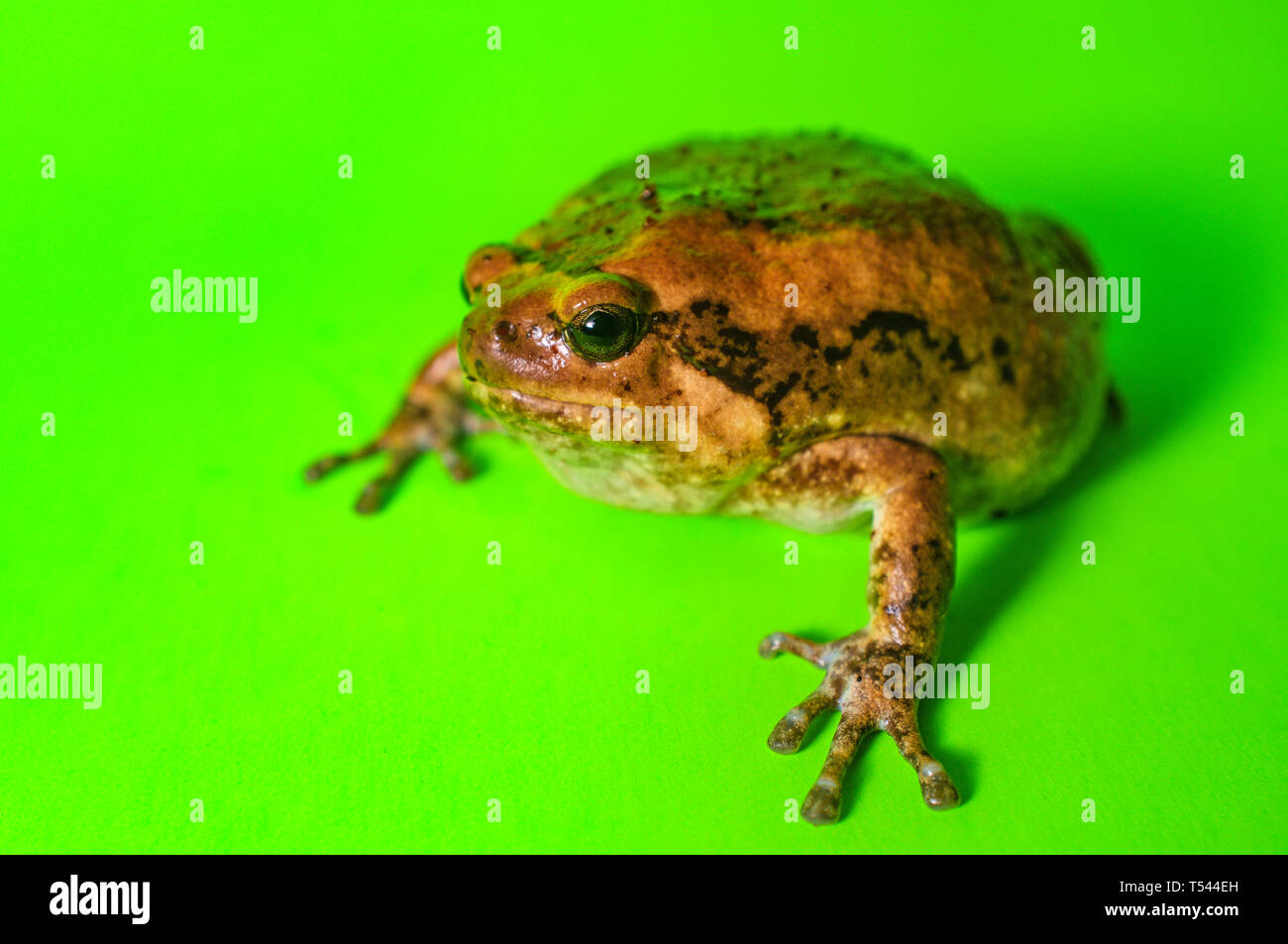 Asian bullfrog known as chubby frog in the pet community Stock Photo