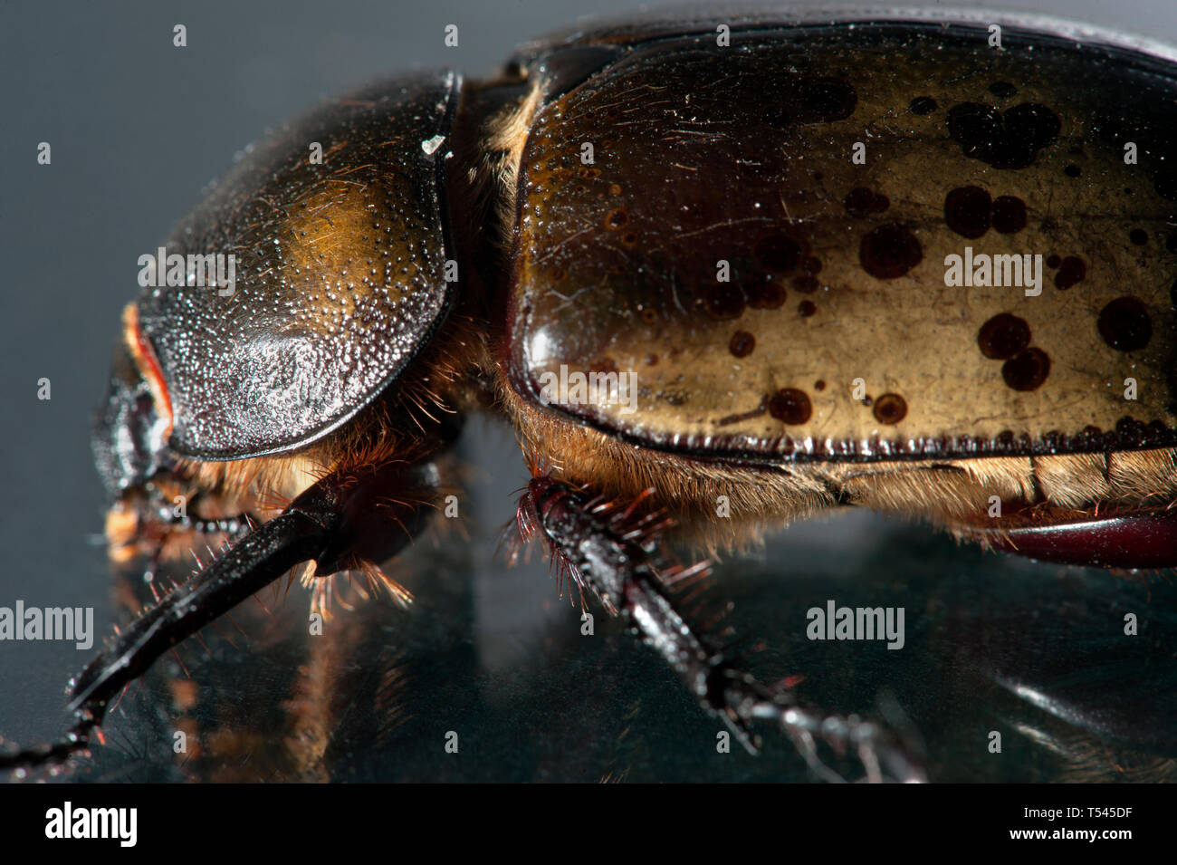 Macro photograph showing detail of a female Eastern Hercules Beetle. Stock Photo
