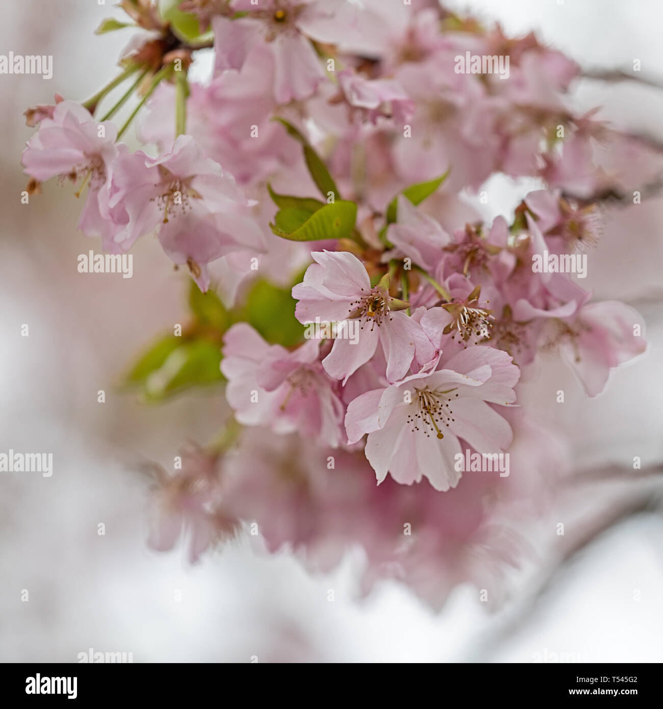 dreamlike spring blossoms all over Stock Photo
