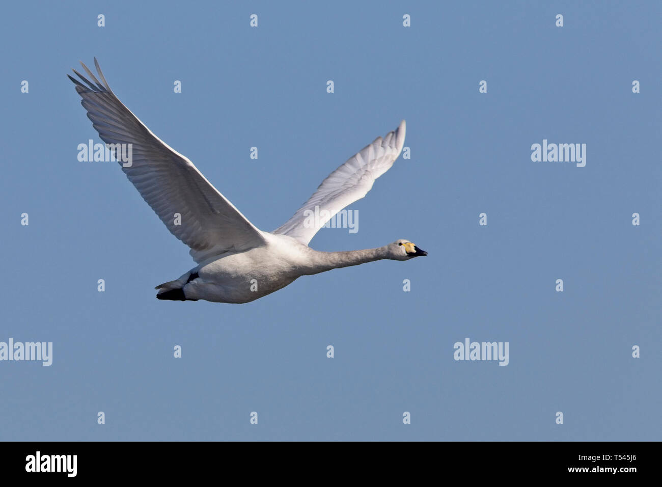 A young Whooper Swan, adult in flight, Welney Wetland Centre, Norfolk, England, UK. Stock Photo