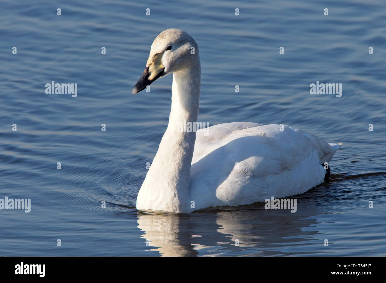 A young Whooper Swan, Welney Wetland Centre, Norfolk, England, UK. Stock Photo
