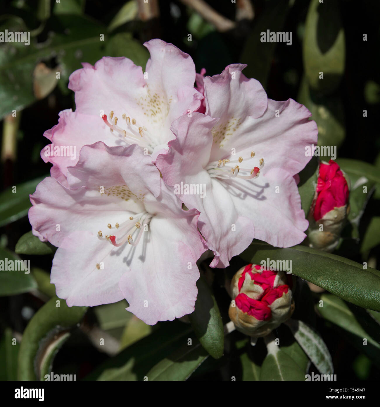 Closeup of a a cluster of pink rhododendron flowers and two buds on the tree. Stock Photo