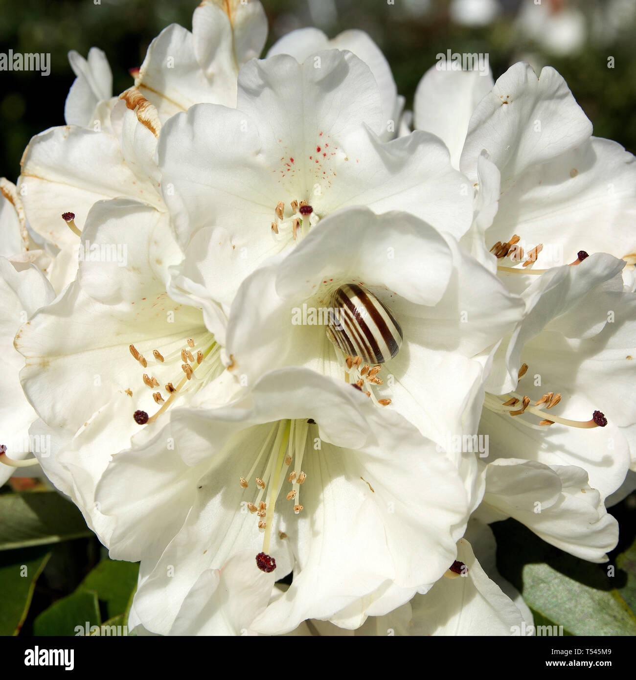 Closeup of crisp white so called Albatross rhododendron flowers with a striped snail in the core of one of the flowers. Stock Photo