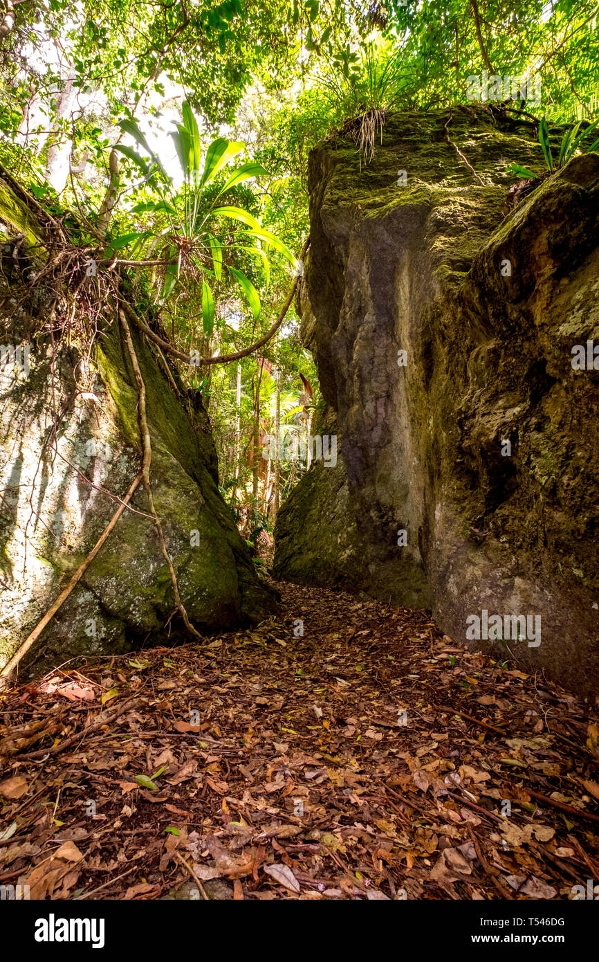 Gondwana Rainforest, Lamington National Park, Queensland, Australia