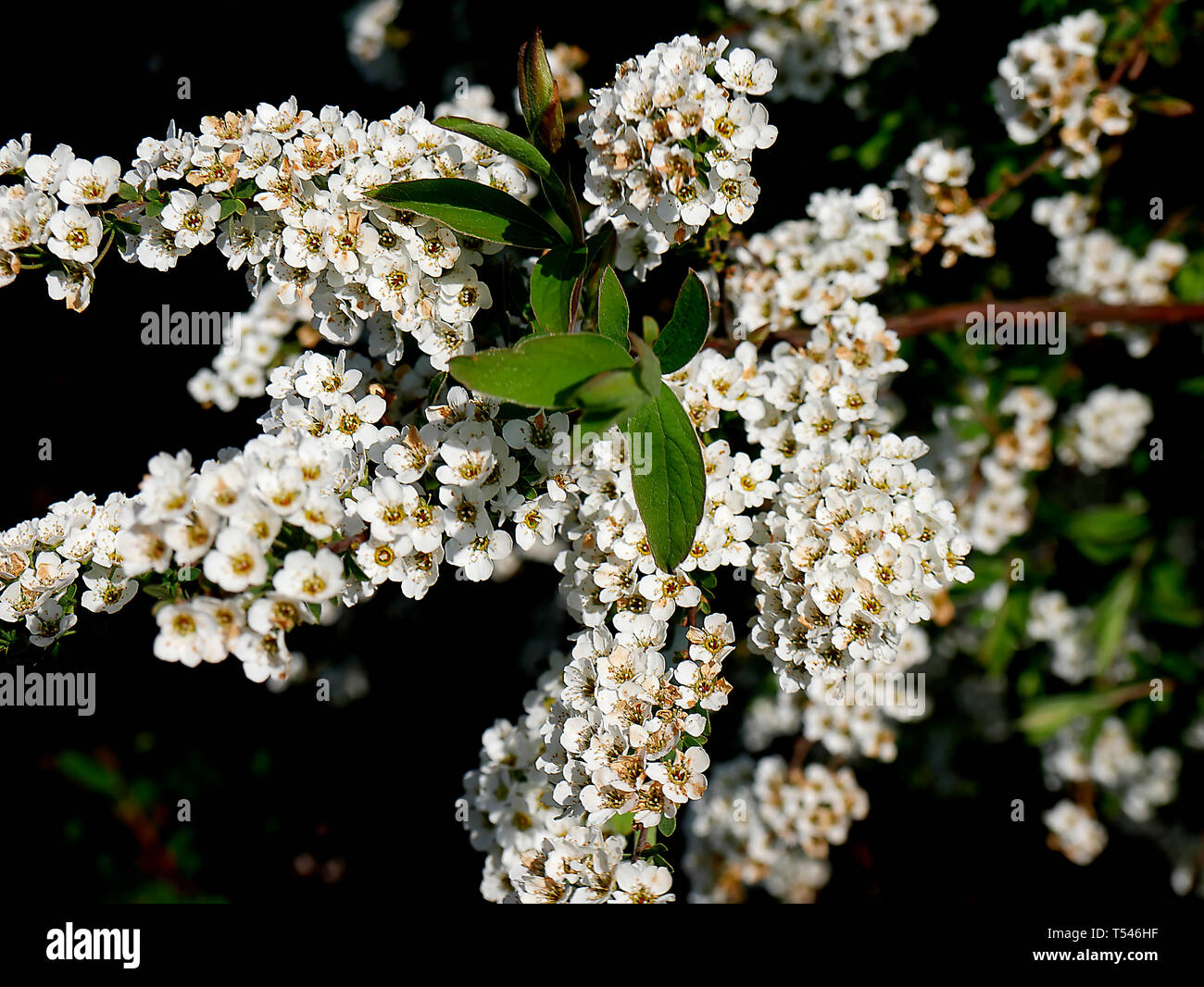 gardeners alike love spirea bushes (Spiraea) for their eye-catching beauty, fast growth rate, hardiness and ease of care. Spirea shrubs are deciduous Stock Photo