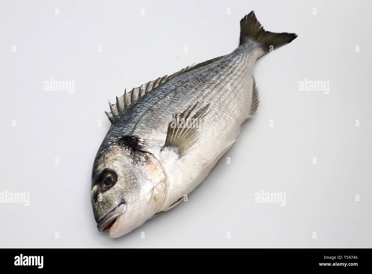 SEA BREAM Sparus Aurata, Fish of Bream family Sparidae Stock Photo - Alamy