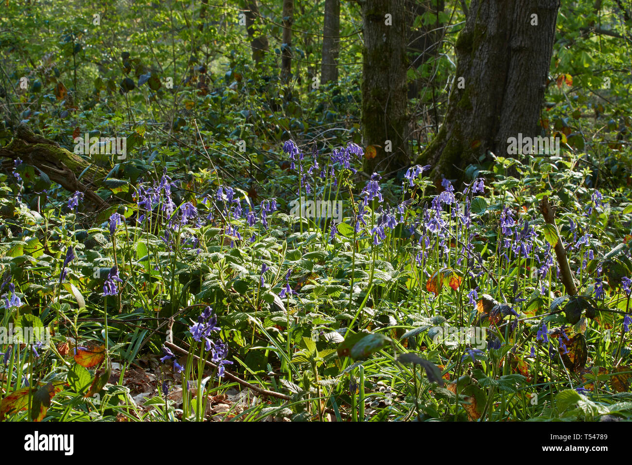 Spring bluebell flowers in reawakening woodland Stock Photo Alamy