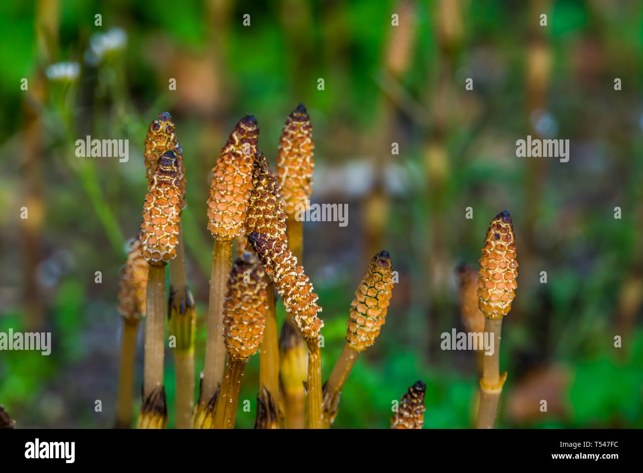 field horsetail shoots in macro closeup during spring season, widely spread plant around the northern hemisphere Stock Photo
