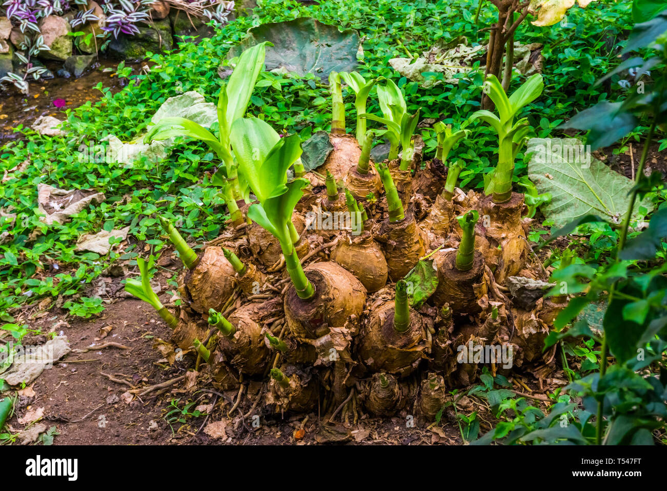 Banana shoots hires stock photography and images Alamy
