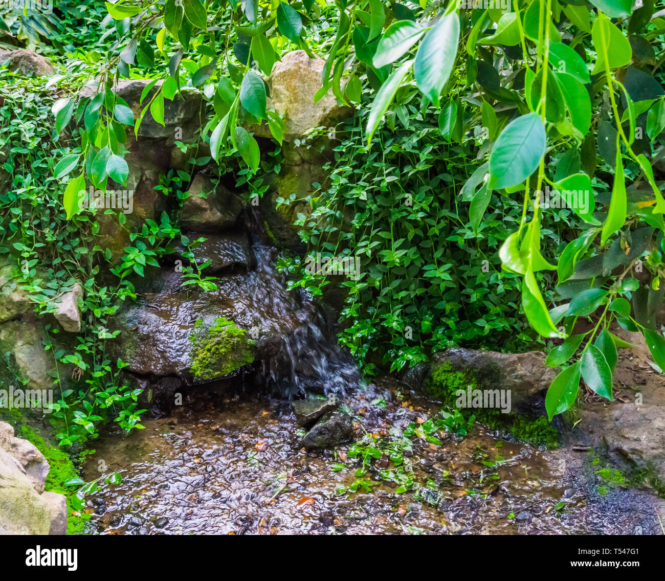 Small Waterfall In A Tropical Garden With Green Leaves