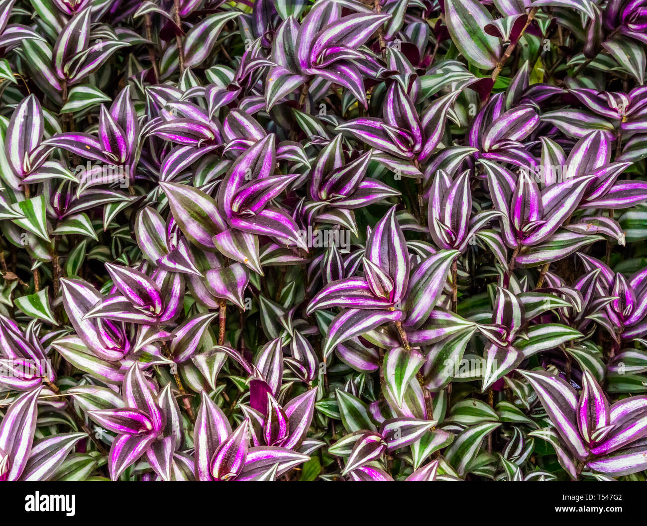 closeup of the leaves of a wandering jew plant, tropical plant from America and Asia, popular cultivated garden plants Stock Photo
