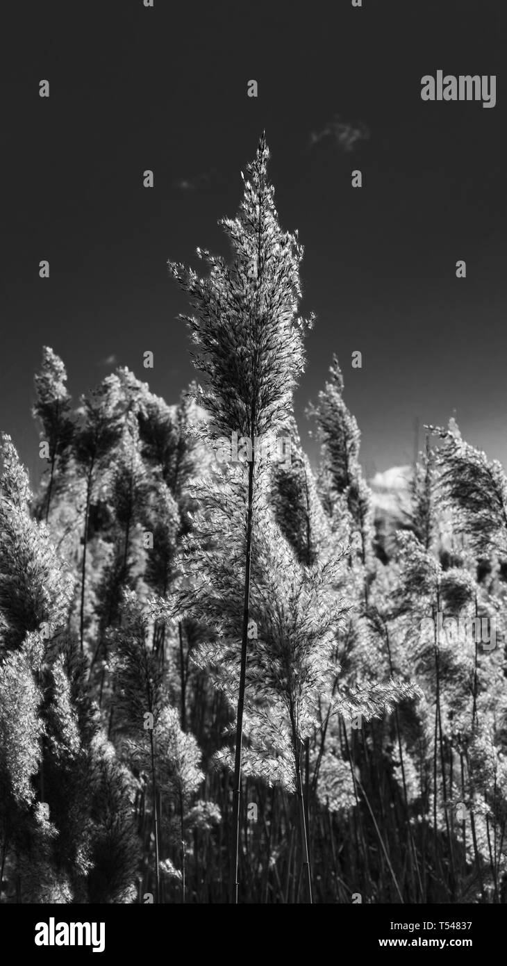 Parks with ponds Black and White Stock Photos & Images - Alamy