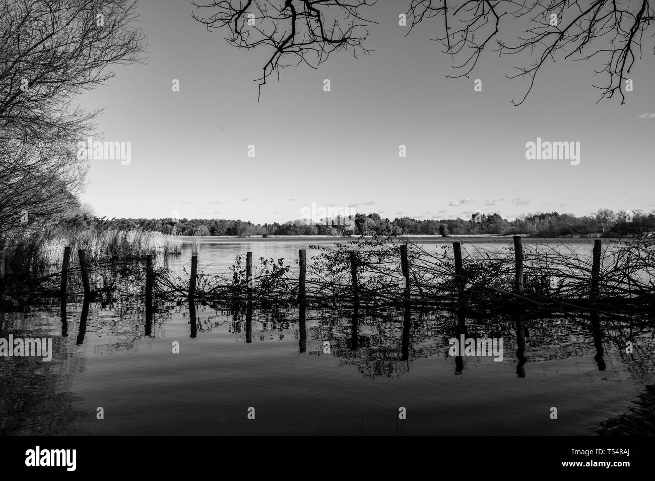 Wildlife pond ponds Black and White Stock Photos & Images - Alamy