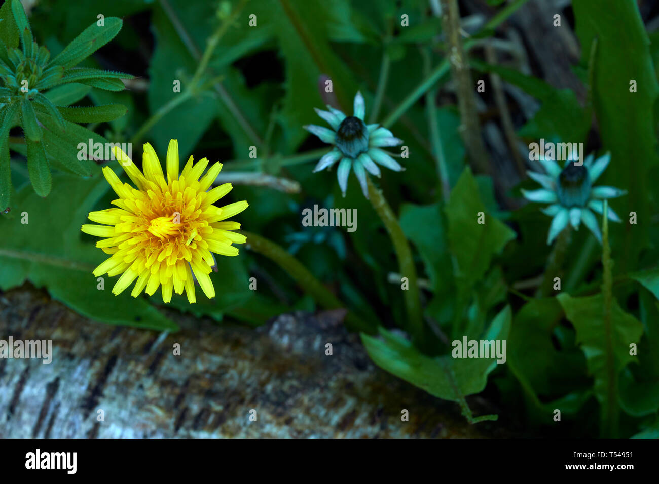 Dandelion spring flowering yellow flower Stock Photo Alamy