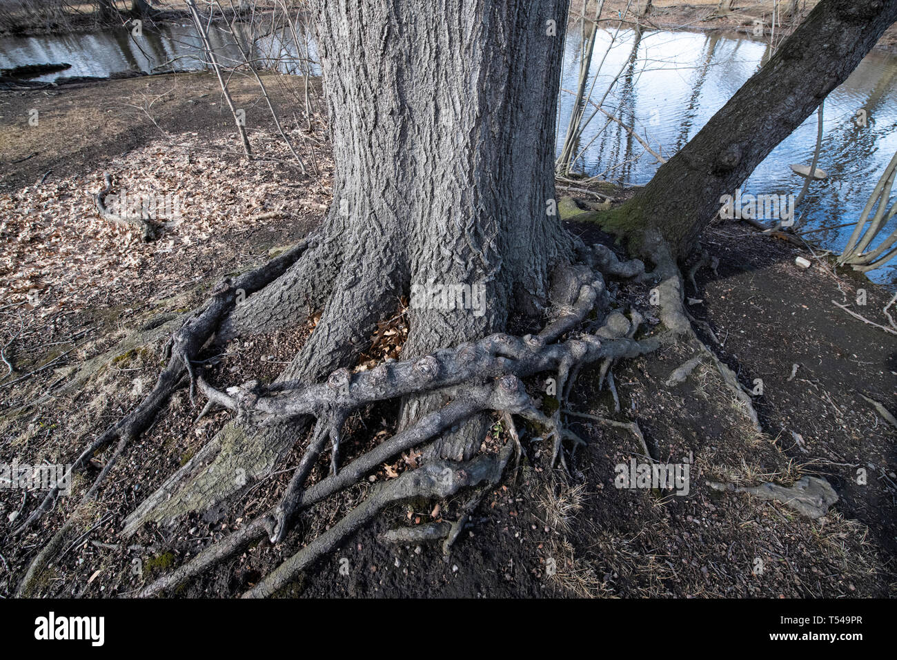 Tree roots reflection in hi-res stock photography and images - Alamy