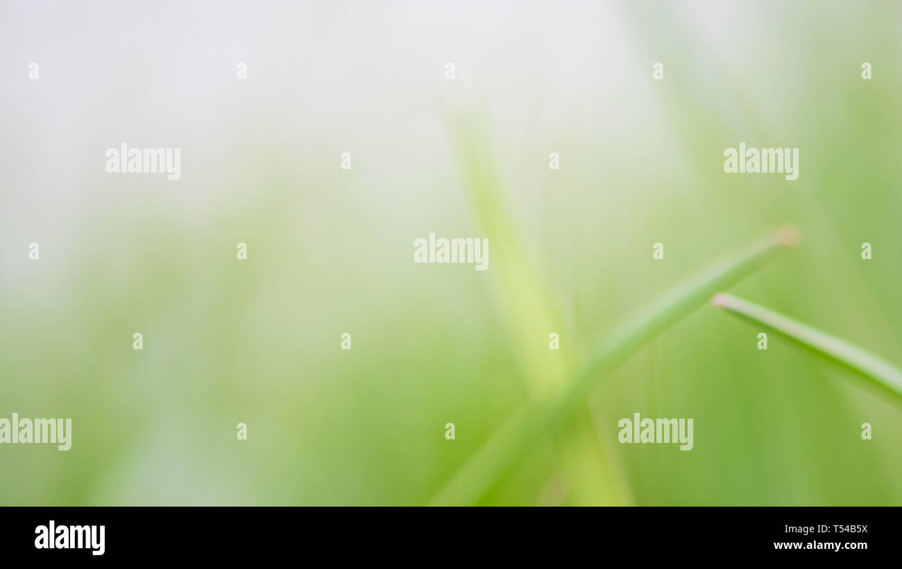 Abstract blurry background of green environment. Idea - clean environment Stock Photo