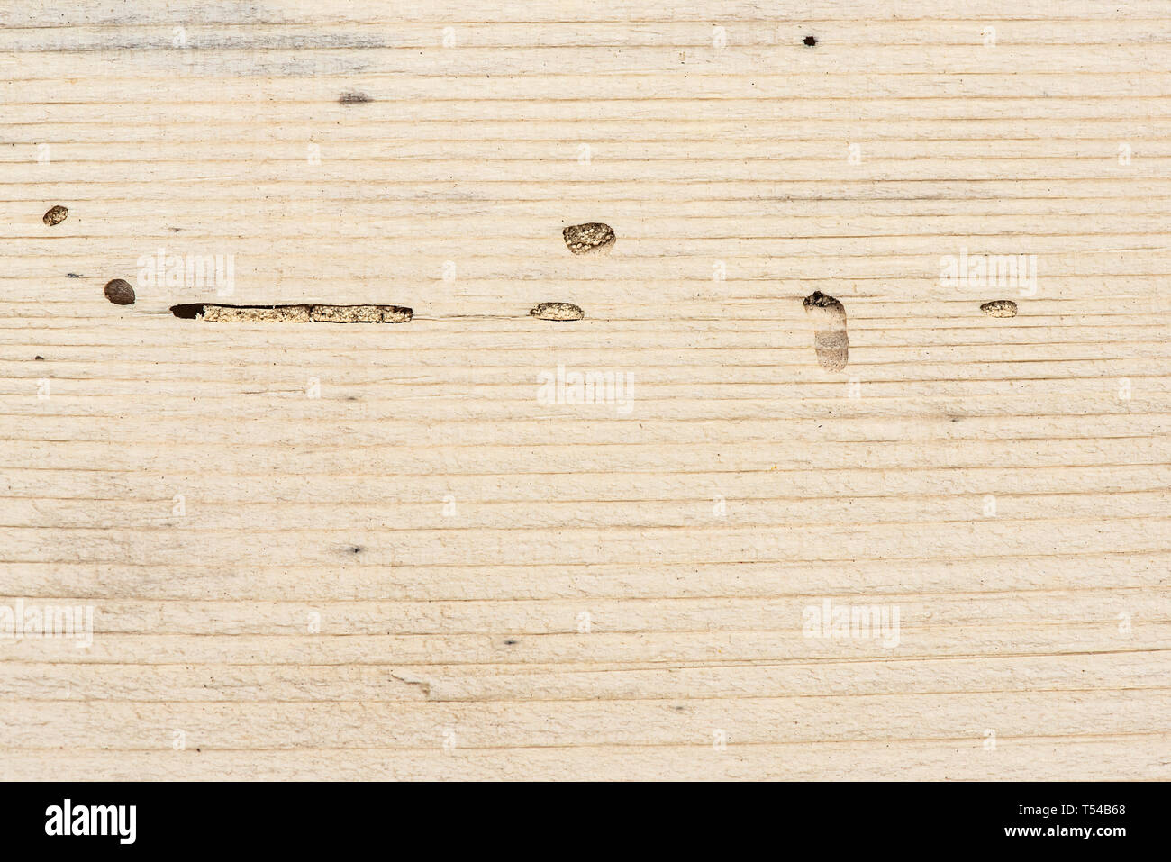 Longitudinal section of coniferous wood with traces of insect pest. Scolytus bark beetle traces on wood, top view Stock Photo