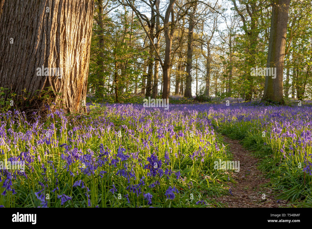 Amazing bluebell forest with path in spring time. English nature woodland at sunrise. Stock Photo