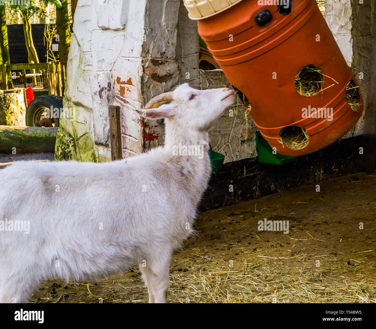 Hay Barrel Stock Photos Hay Barrel Stock Images Alamy