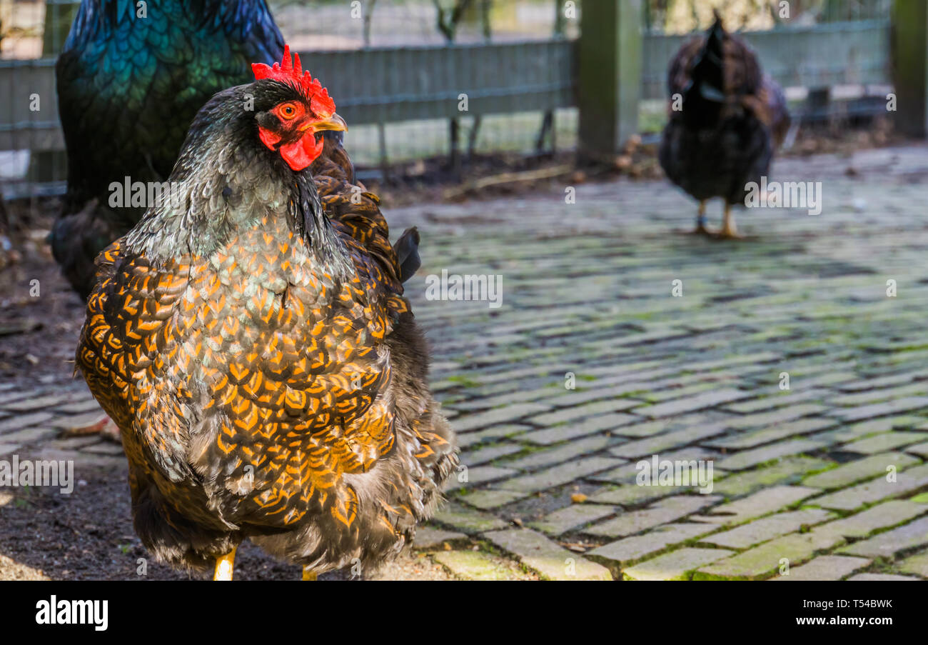 closeup of a female double laced Barnevelder chicken, popular dutch