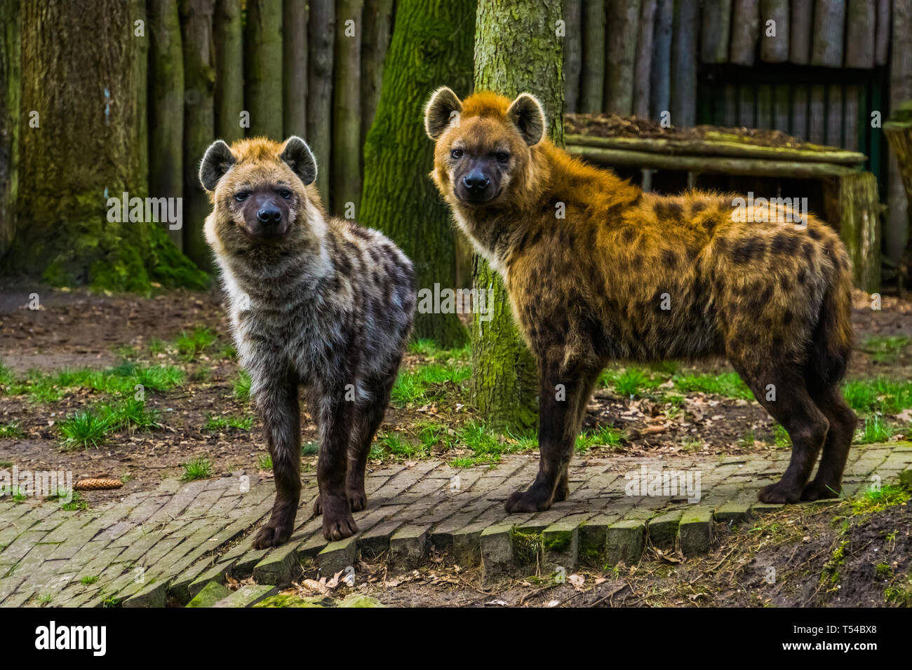 couple of spotted hyenas standing next to each other, wild carnivorous mammals from the desert of Africa Stock Photo