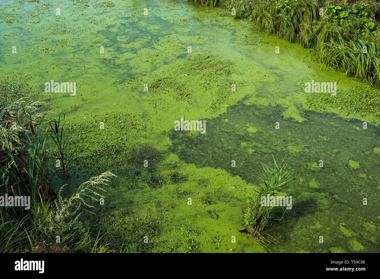 Water with green algae in the polluted river Stock Photo