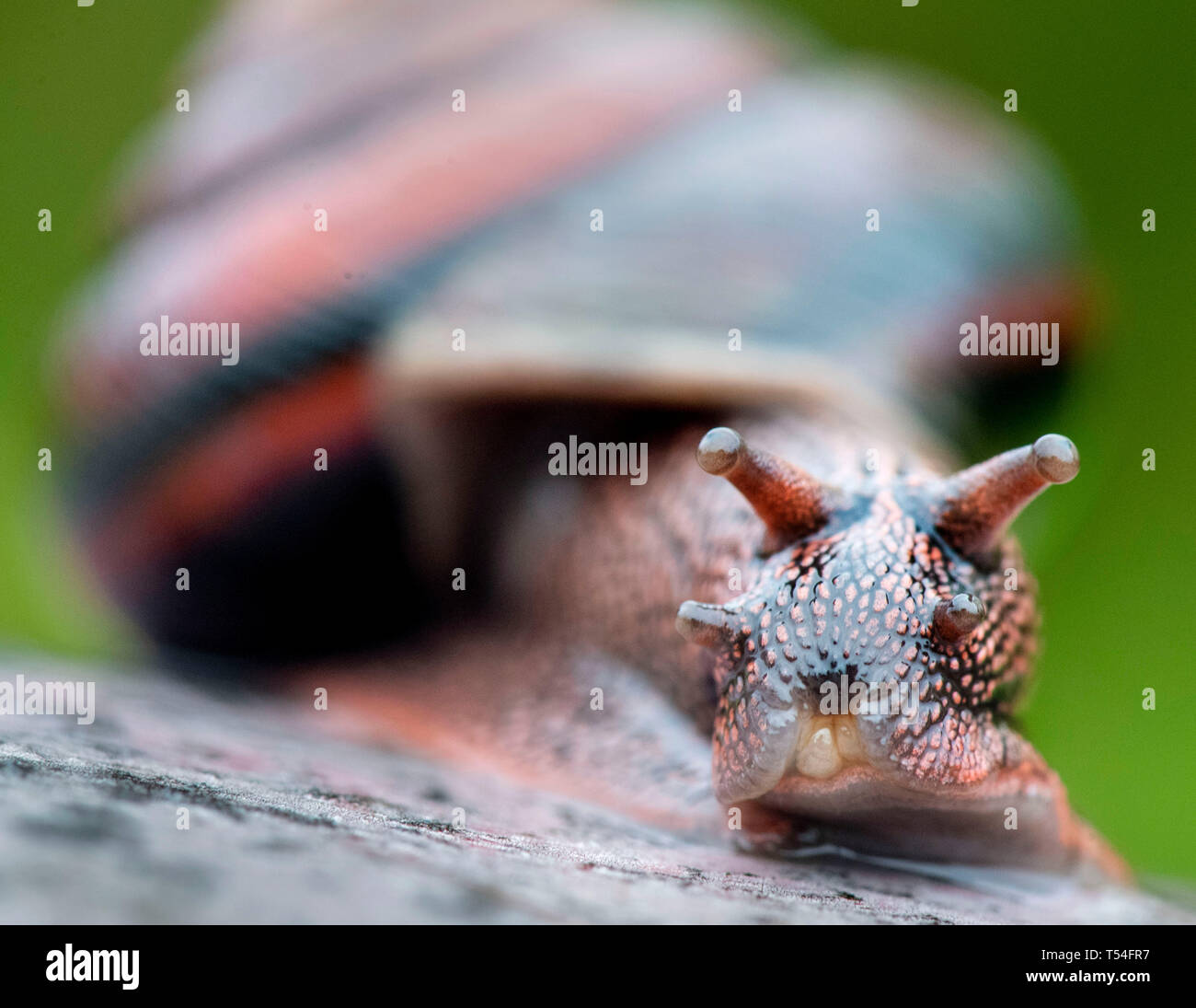 Sideband snail hires stock photography and images Alamy