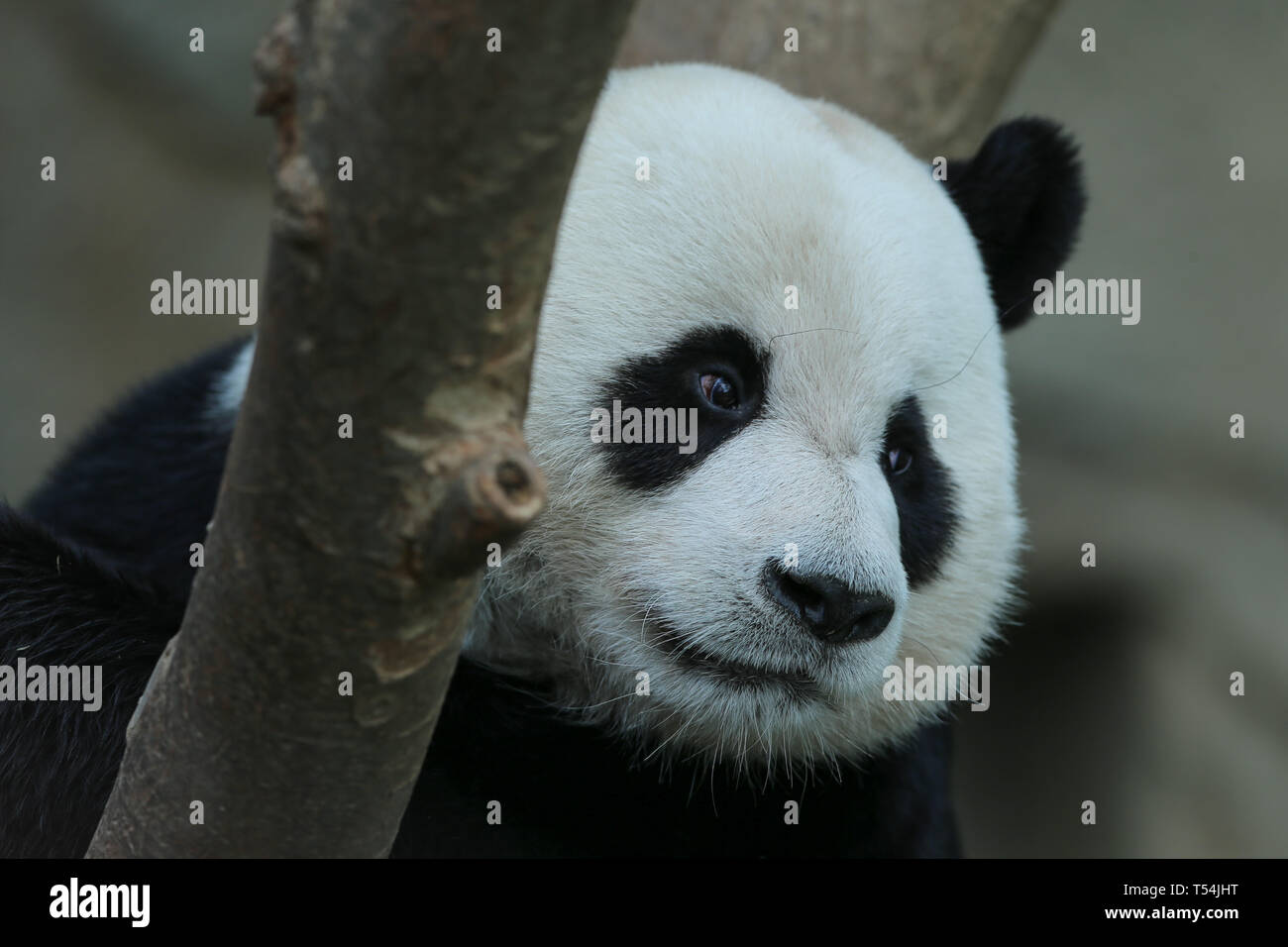 Yongin, South Korea. 18th Apr, 2019. Chinese male giant panda Le Bao is