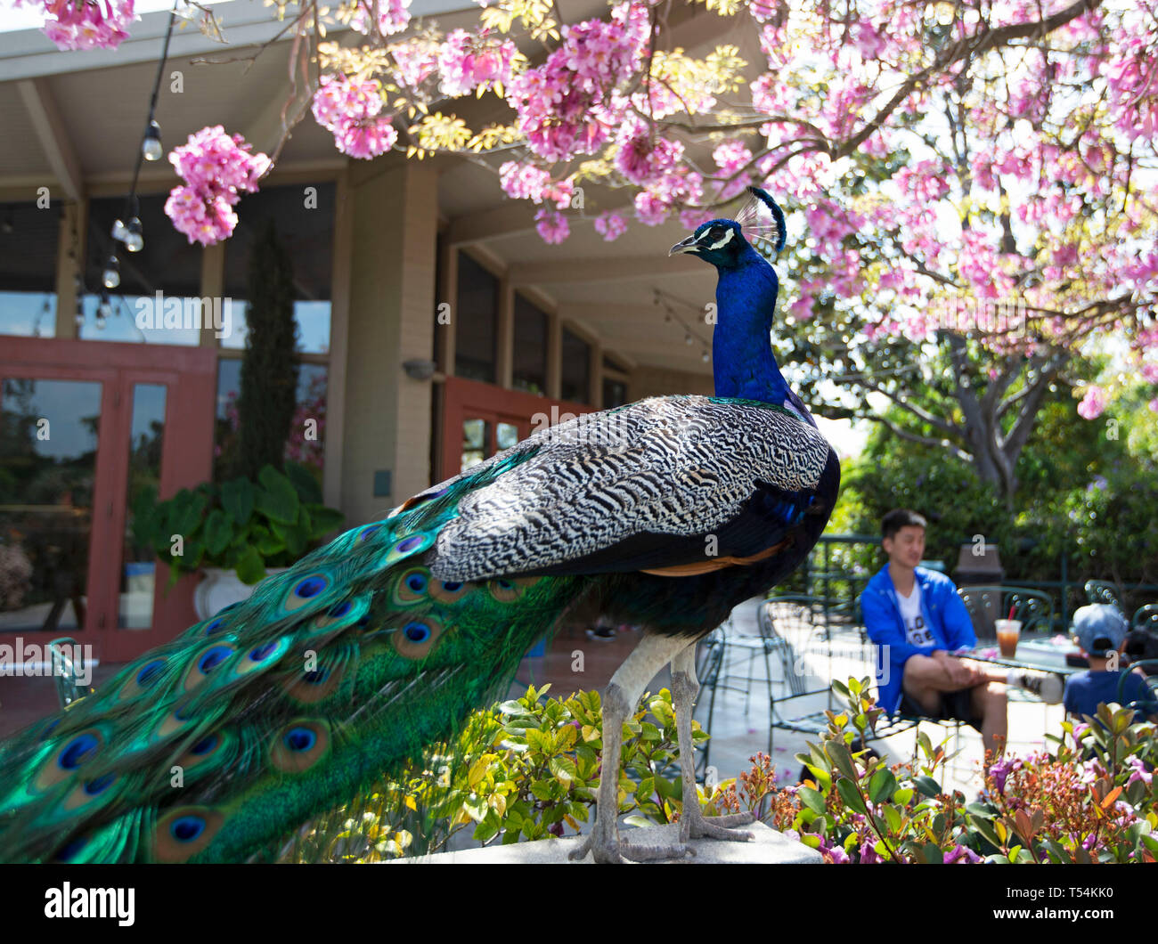 Los Angeles Usa 19th Apr 2019 A Peacock Is Seen At The Gate Of