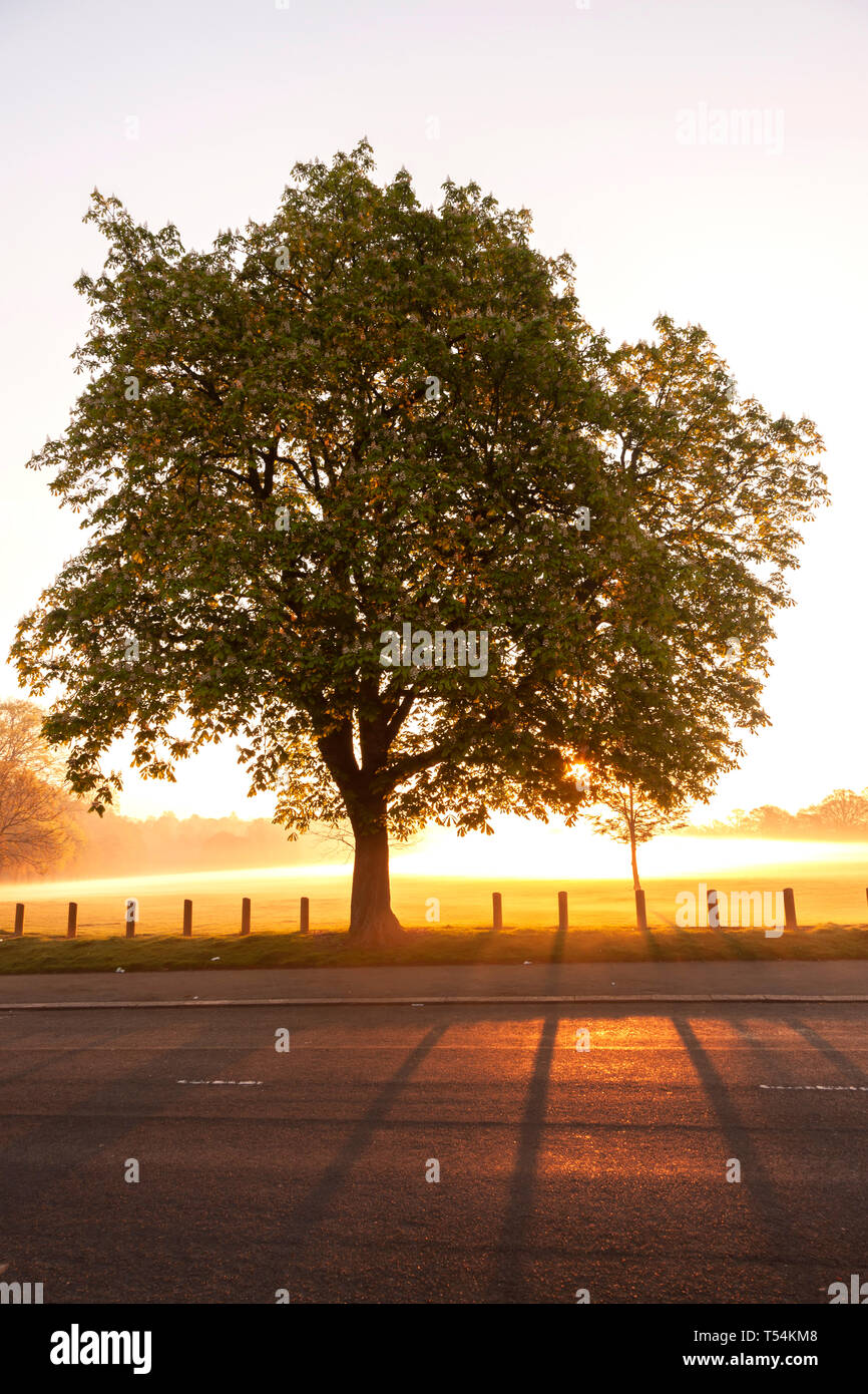 Northampton, UK. 21st April 2019, Weather. Early morning mist over Abington Park, a Horse Chestnut. Aesculus hippocastanum (Hippocastanaceae), stands in silhouette, with the sun rising behind, forecast for another hot bright day. Credit: Keith J Smith./Alamy Live News Stock Photo