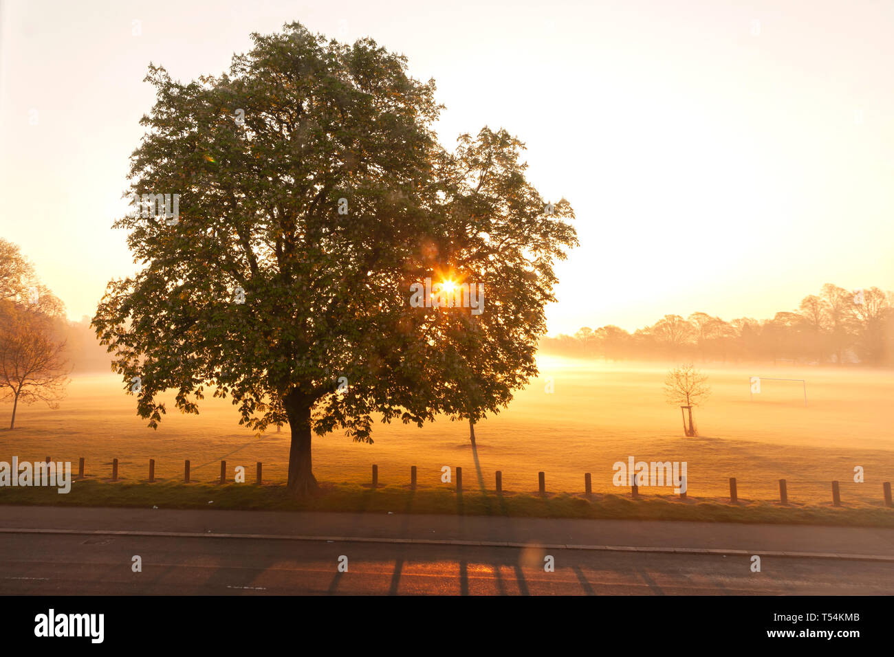 Northampton, UK. 21st April 2019, Weather. Early morning mist over Abington Park, a Horse Chestnut. Aesculus hippocastanum (Hippocastanaceae), stands in silhouette, with the sun rising behind, forecast for another hot bright day. Credit: Keith J Smith./Alamy Live News Stock Photo