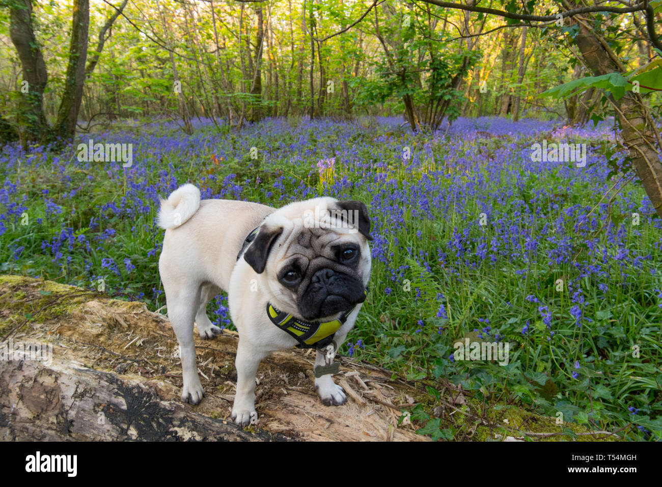 Titan the Pug sitting on a log in a bluebell wood in full bloom Stock Photo