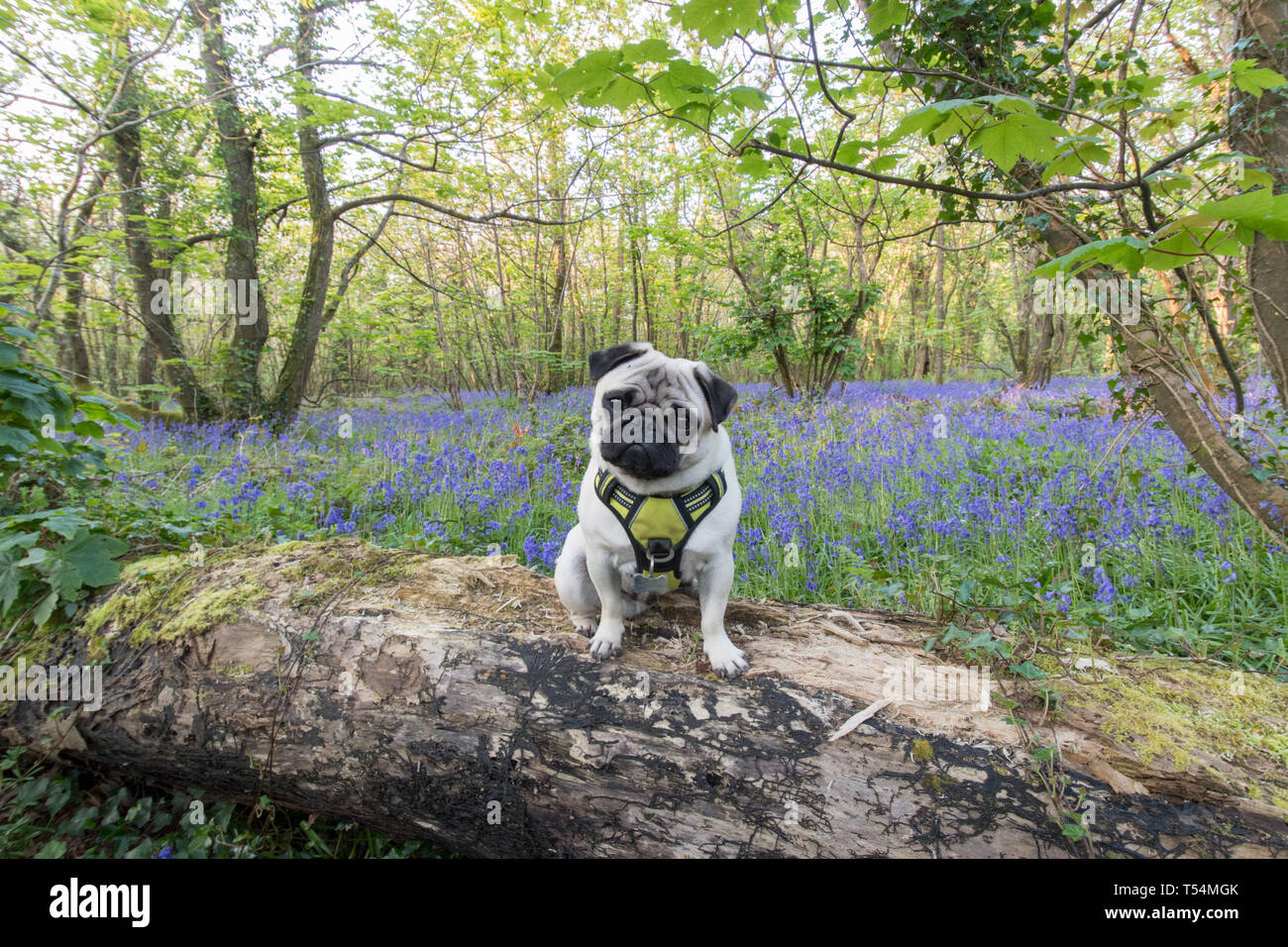 Pug dog sitting on logs in bluebell woods looking towards camera Stock Photo