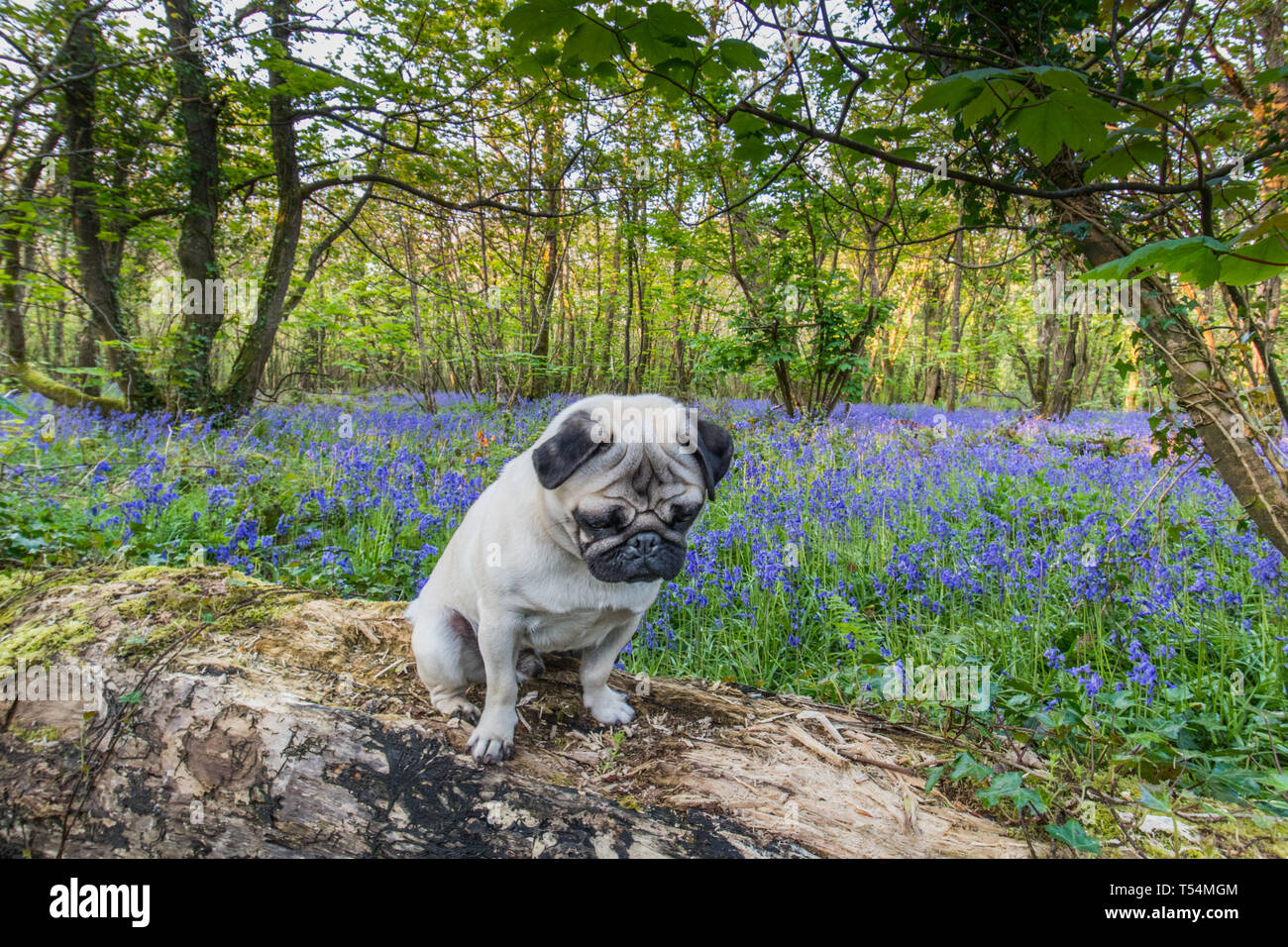 Titan the Pug sitting on a log in a bluebell wood in full bloom Stock Photo
