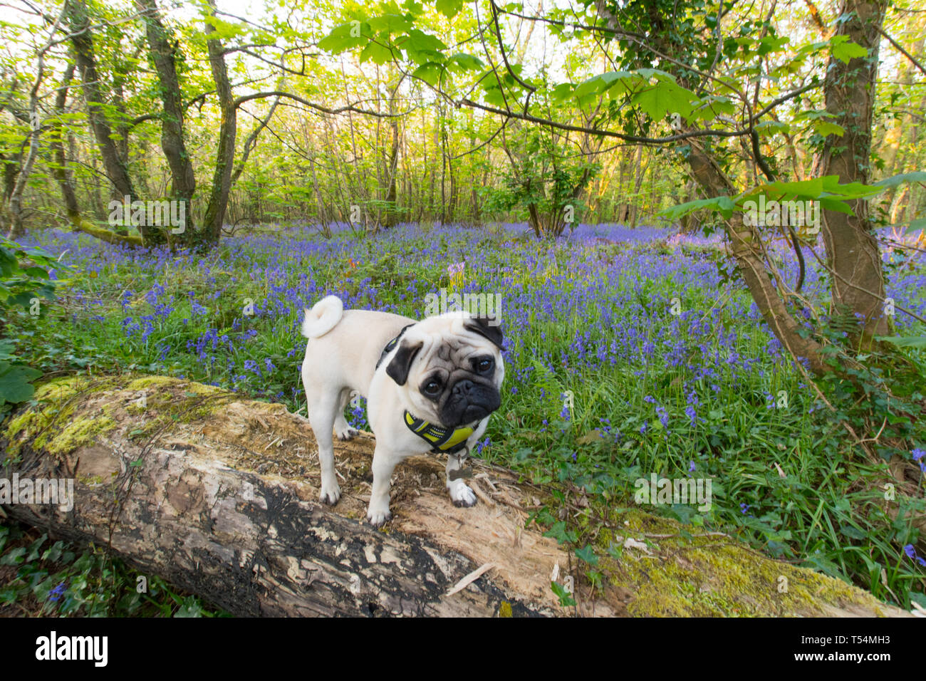 Pug dog standing on fallen tree in bluebell wood Stock Photo