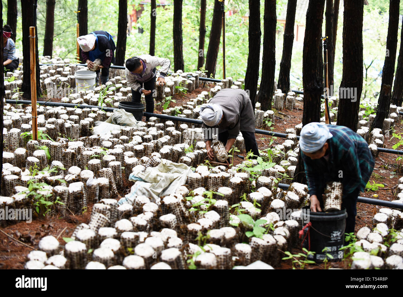 Jianhe, China's Guizhou Province. 21st Apr, 2019. Farmers pick wood ear  mushrooms at an edible fungi planting base in Censong Township of Jianhe  County, Qiandongnan Miao and Dong Autonomous Prefecture, southwest China's