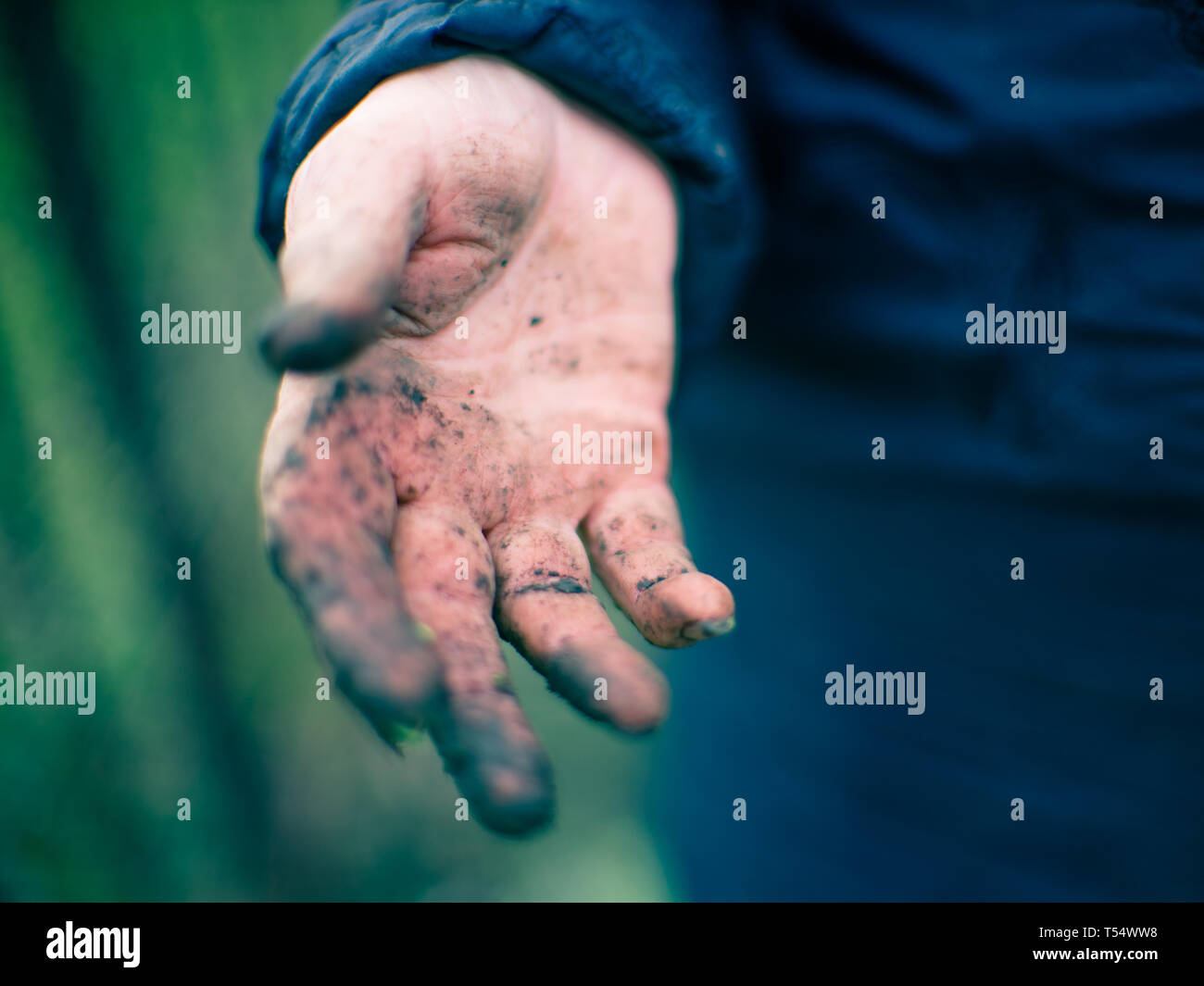 Dirty hands after garden work. Gardener without gloves Stock Photo Alamy
