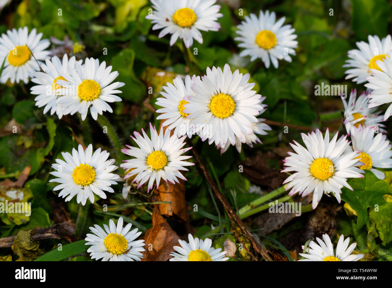 Common Daisies or Bellis perennis Stock Photo