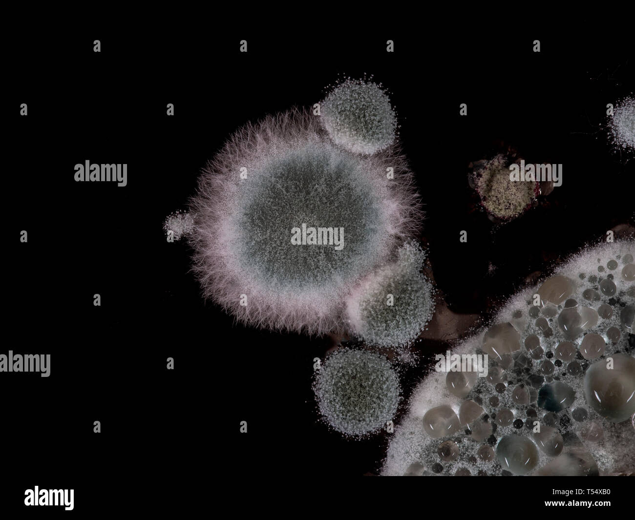 Mould aka mold on a glass of red wine macro Stock Photo Alamy