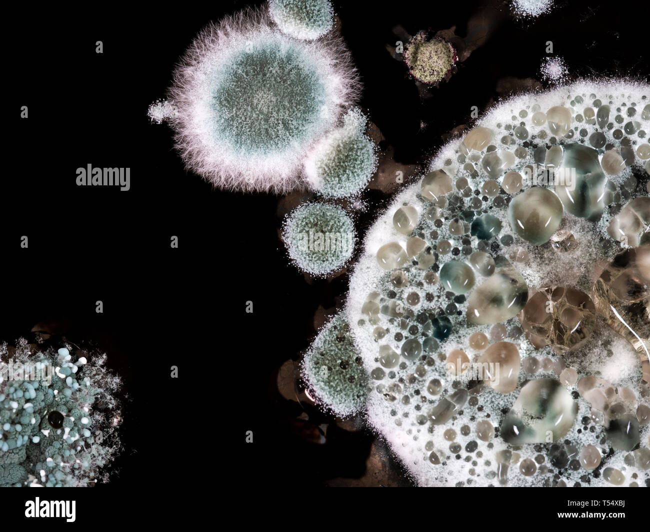 Mould aka mold on a glass of red wine left open to the air macro Stock Photo Alamy