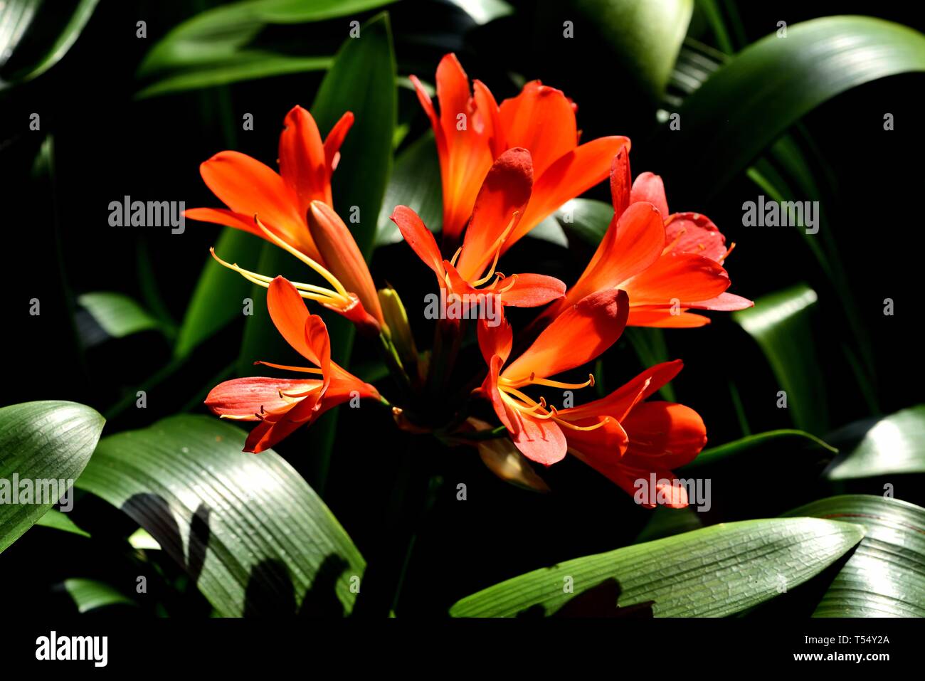 Closeup of orange Kaffir Lily. Stock Photo