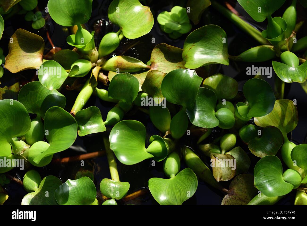 Closeup of Water Hyacinth Leaves Stock Photo