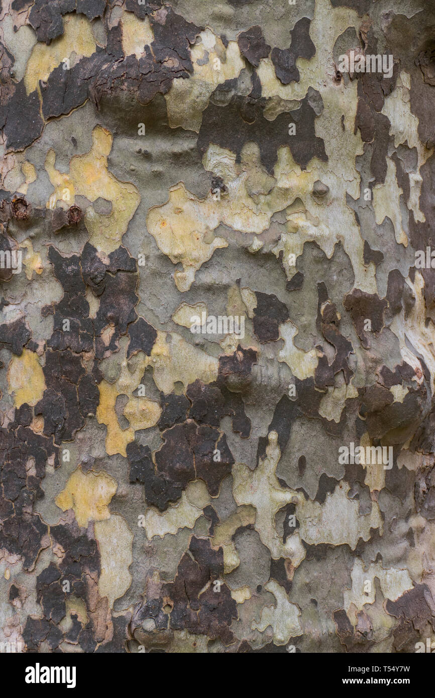 Borke, Rinde einer Platane,  mit typischem Camouflagemuster Stock Photo