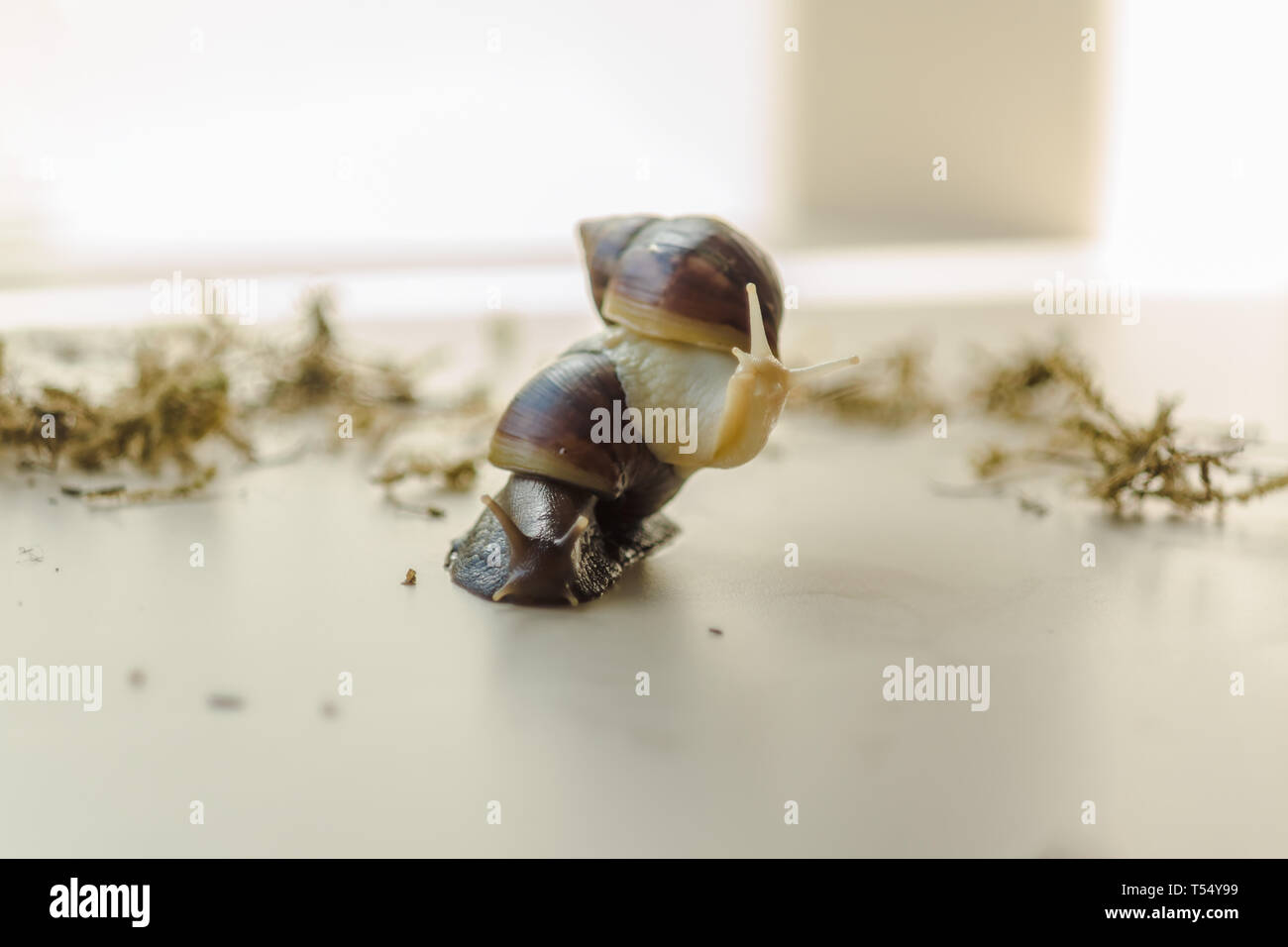 Two Achatina snails on the light background. Extreme closeup macro