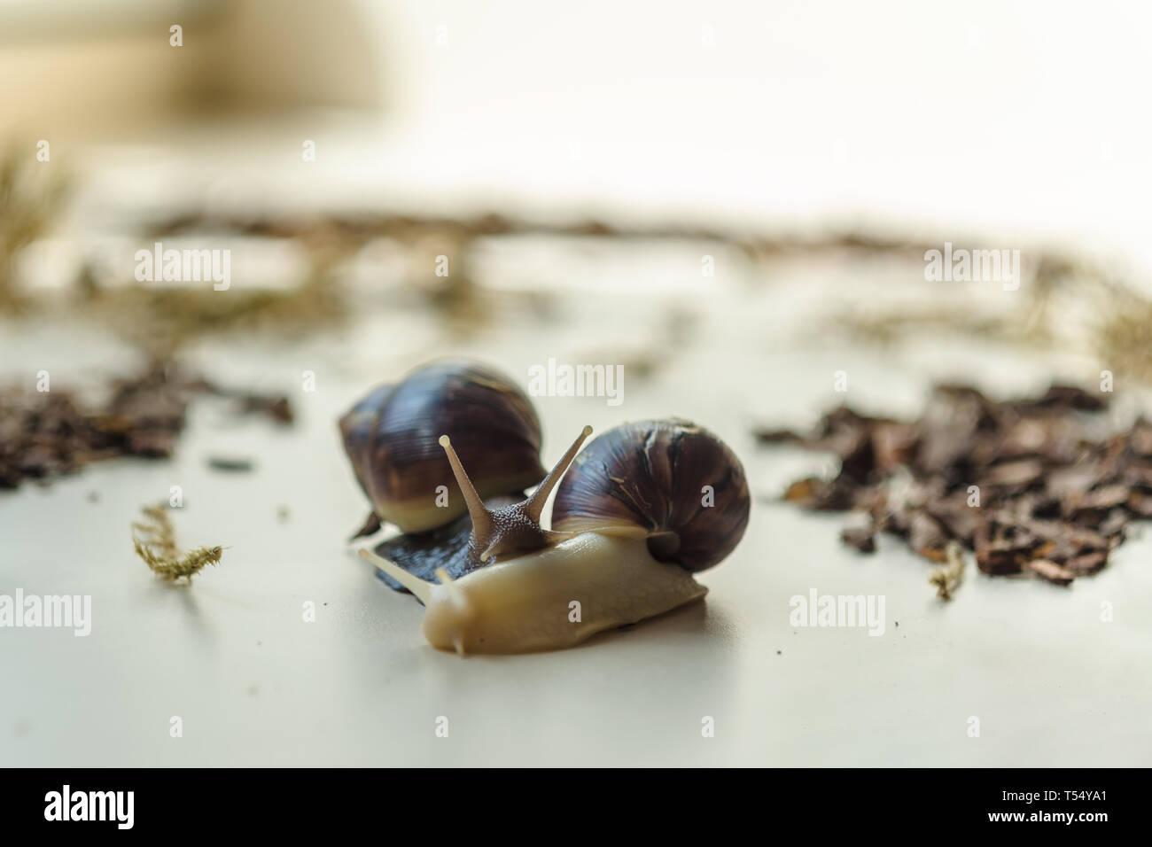 Two Achatina snails on the light background. Extreme closeup macro
