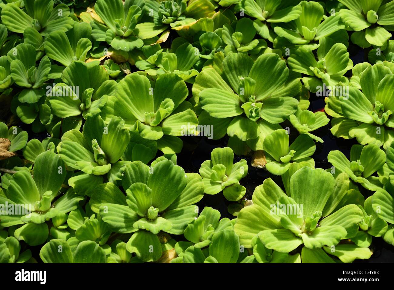 Closeup of leaves of Water Lettuce Stock Photo